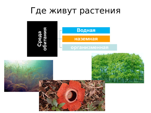 Где живут растения Растения приспособлены к любой среде обитания. В морях, озерах и реках существуют водные растения.  Большинство растений живет на суше. При этом их корни 