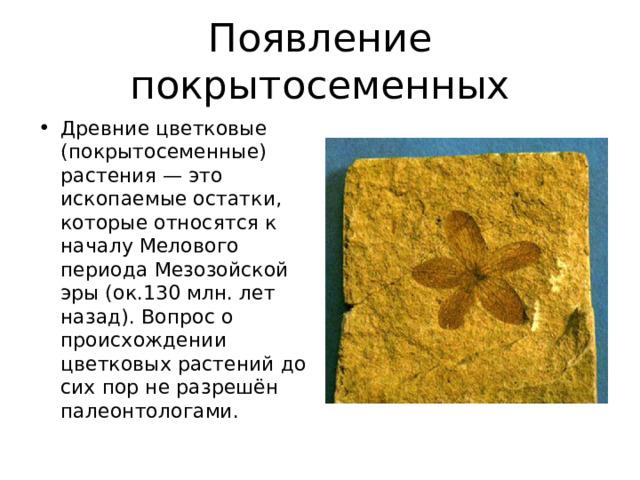 Появление покрытосеменных Древние цветковые (покрытосеменные) растения — это ископаемые остатки, которые относятся к началу Мелового периода Мезозойской эры (ок.130 млн. лет назад). Вопрос о происхождении цветковых растений до сих пор не разрешён палеонтологами. Первые покрытосеменные растения появились в меловом периоде. Многие из них приспособились к опылению насекомыми. На рисунке изображен отпечаток цветка из отложений мелового периода.  