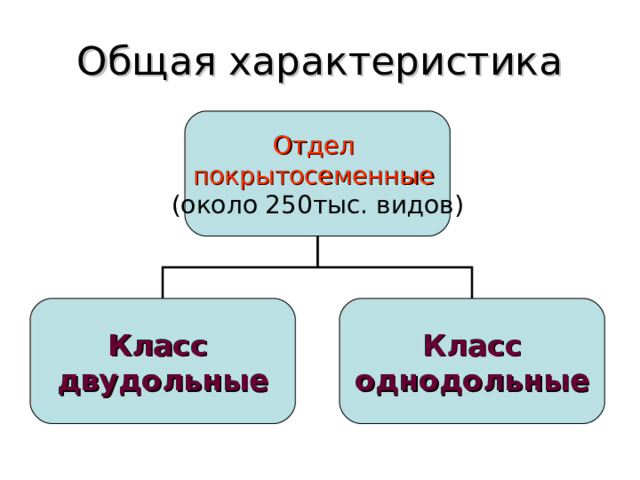 Общая характеристика Отдел покрытосеменные  (около 250тыс. видов) Класс двудольные Класс однодольные 
