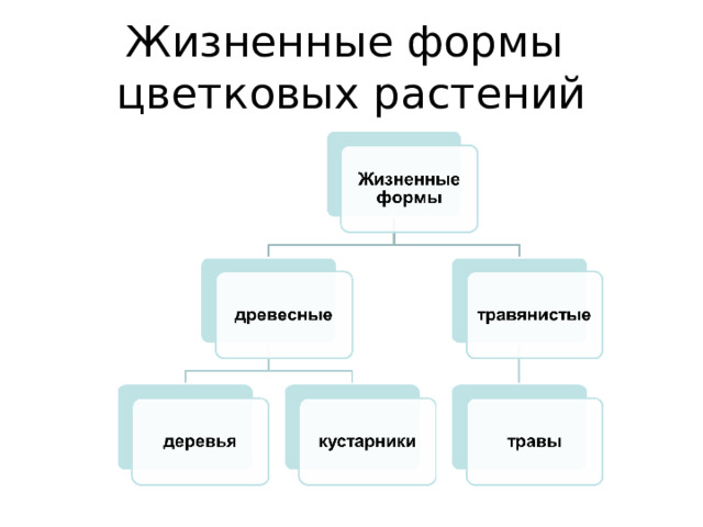 Жизненные формы  цветковых растений 