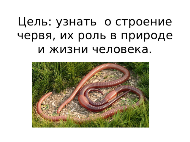 Цель: узнать о строение червя, их роль в природе и жизни человека. 