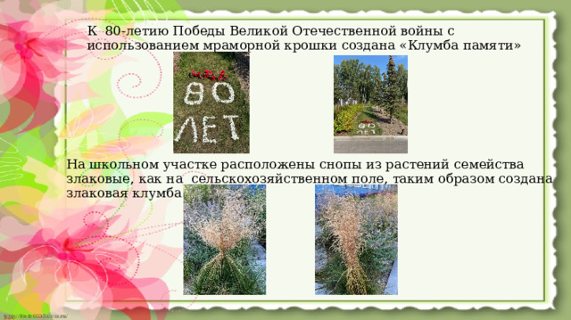 К 80-летию Победы Великой Отечественной войны с использованием мраморной крошки создана «Клумба памяти»   На школьном участке расположены снопы из растений семейства злаковые, как на сельскохозяйственном поле, таким образом создана злаковая клумба.  