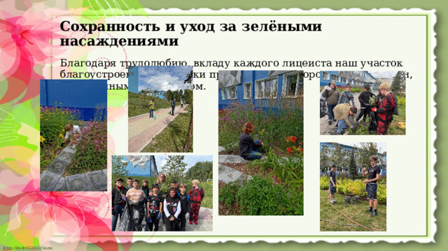 Сохранность и уход за зелёными насаждениями   Благодаря трудолюбию, вкладу каждого лицеиста наш участок благоустроен, эстетически привлекателен, хорошо спланирован, с ухоженным ландшафтом.  