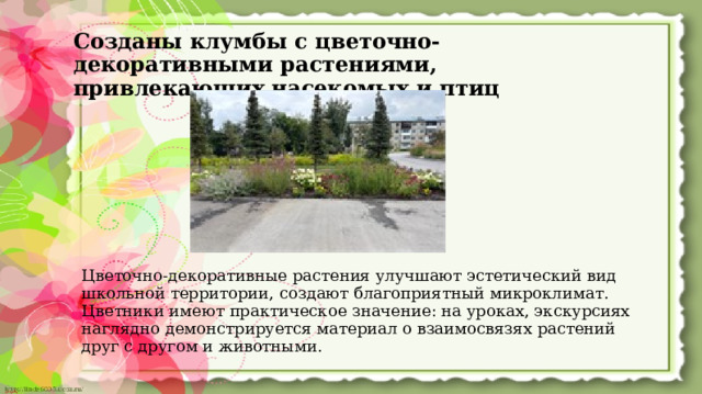 Созданы клумбы с цветочно-декоративными растениями, привлекающих насекомых и птиц Цветочно-декоративные растения улучшают эстетический вид школьной территории, создают благоприятный микроклимат. Цветники имеют практическое значение: на уроках, экскурсиях наглядно демонстрируется материал о взаимосвязях растений друг с другом и животными.  