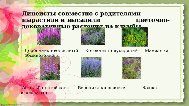 Лицеисты совместно с родителями вырастили и высадили цветочно-декоративные растения на клумбы Дербенник иволистный Котовник полусидячий Манжетка обыкновенная я  Астильба китайская Вероника колосистая Флокс игольчатый  