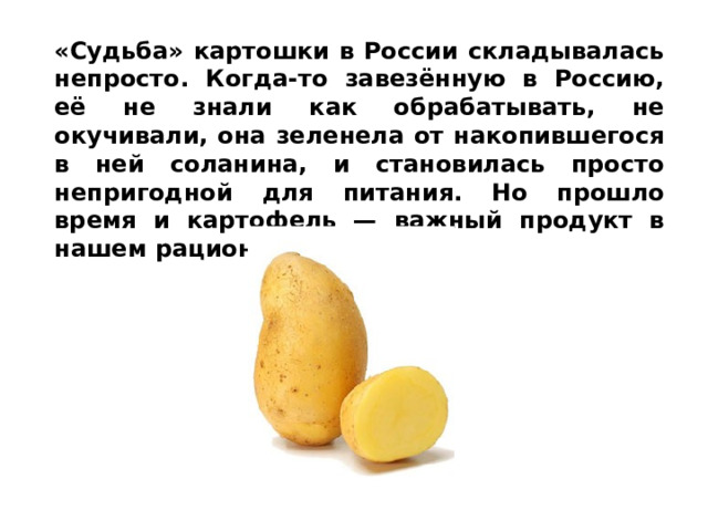 «Судьба» картошки в России складывалась непросто. Когда-то завезённую в Россию, её не знали как обрабатывать, не окучивали, она зеленела от накопившегося в ней соланина, и становилась просто непригодной для питания. Но прошло время и картофель — важный продукт в нашем рационе. 