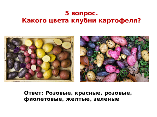 5 вопрос. Какого цвета клубни картофеля? Ответ: Розовые, красные, розовые, фиолетовые, желтые, зеленые 