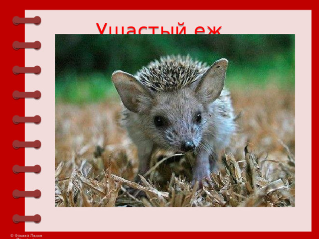 Ушастый еж 