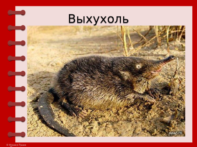 Выхухоль 