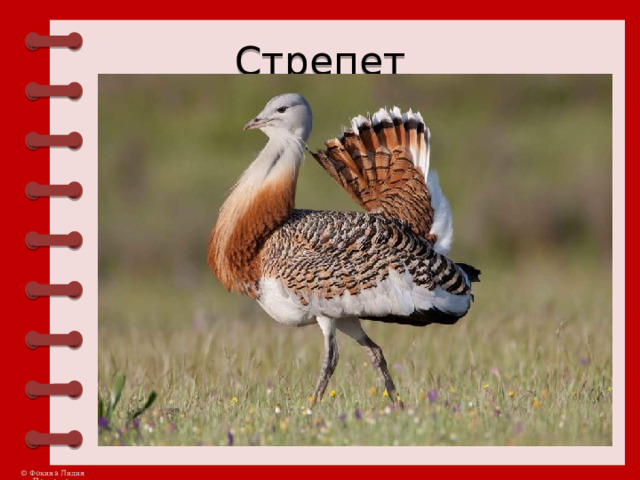 Стрепет 
