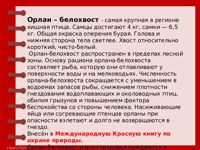 Орлан – белохвост - самая крупная в регионе хищная птица. Самцы достигают 4 кг, самки — 6,5 кг. Общая окраска оперения бурая. Голова и нижняя сторона тела светлее. Хвост относительно короткий, чисто-белый.   Орлан-белохвост распространен в пределах лесной зоны. Основу рациона орлана-белохвоста составляет рыба, которую они отлавливают у поверхности воды и на мелководьях. Численность орлана-белохвоста сокращается с уменьшением в водоемах запасов рыбы, снижением плотно­сти гнездования водоплавающих и околоводных птиц, обилия грызунов и повышением фактора беспокойства со стороны человека. Насиживающие  яйца или согревающие птенцов орланы при опасности взлетают и долго не возвращаются в гнездо. Внесён в Международную Красную книгу по охране природы. Орлан-белохвост и его гнездовья нуждаются в особой охране, чему может способствовать восстановление рыбных запа­сов в водоемах, охрана чистоты их вод и ограничение доступа людей к местам гнездования вида.   