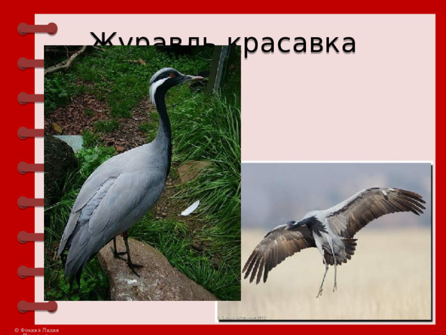 Журавль красавка 