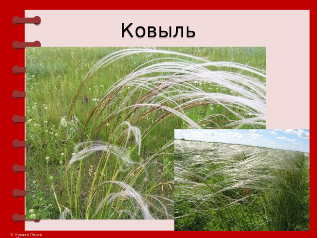 Ковыль 