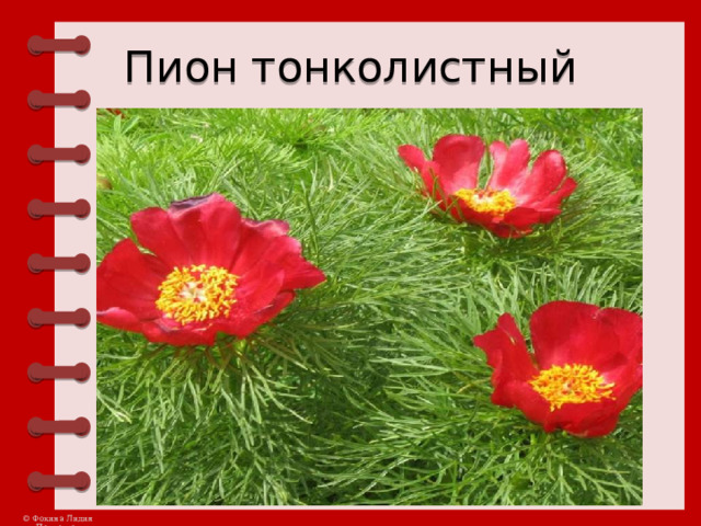 Пион тонколистный 