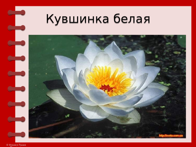 Кувшинка белая 