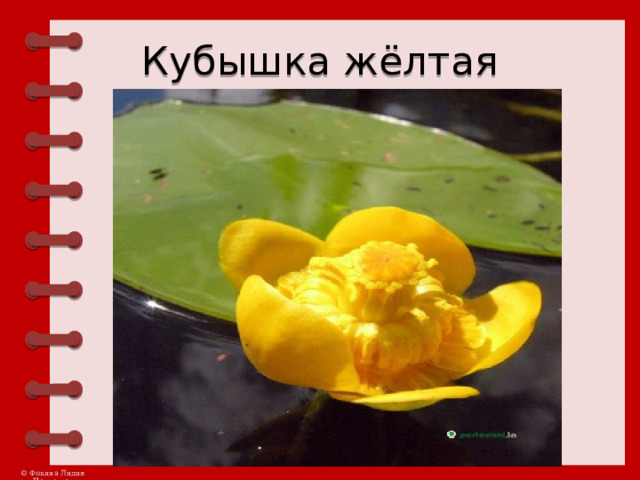 Кубышка жёлтая 