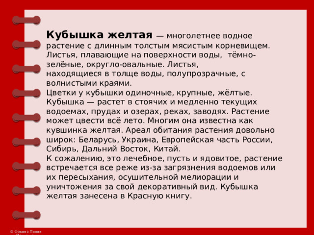 Кубышка желтая — многолетнее водное растение с длинным толстым мясистым корневищем. Листья, плавающие на поверхности воды, тёмно-зелёные, округло-овальные. Листья, находящиеся в толще воды, полупрозрачные, с волнистыми краями.  Цветки у кубышки одиночные, крупные, жёлтые. Кубышка — растет в стоячих и медленно текущих водоемах, прудах и озерах, реках, заводях. Растение может цвести всё лето. Многим она известна как кувшинка желтая. Ареал обитания растения довольно широк: Беларусь, Украина, Европейская часть России, Сибирь, Дальний Восток, Китай. К сожалению, это лечебное, пусть и ядовитое, растение встречается все реже из-за загрязнения водоемов или их пересыхания, осушительной мелиорации и уничтожения за свой декоративный вид. Кубышка желтая занесена в Красную книгу. 