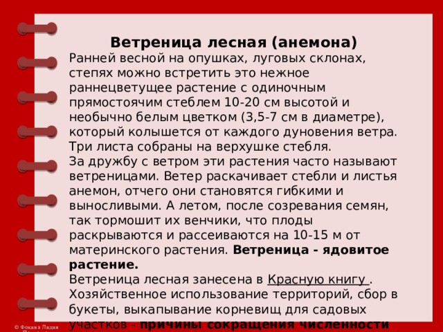 Ветреница лесная (анемона) Ранней весной на опушках, луговых склонах, степях можно встретить это нежное раннецветущее растение с одиночным прямостоячим стеблем 10-20 см высотой и необычно белым цветком (3,5-7 см в диаметре), который колышется от каждого дуновения ветра. Три листа собраны на верхушке стебля. За дружбу с ветром эти растения часто называют ветреницами. Ветер раскачивает стебли и листья анемон, отчего они становятся гибкими и выносливыми. А летом, после созревания семян, так тормошит их венчики, что плоды раскрываются и рассеиваются на 10-15 м от материнского растения. Ветреница - ядовитое растение.   Ветреница лесная занесена в  Красную книгу . Хозяйственное использование территорий, сбор в букеты, выкапывание корневищ для садовых участков - причины сокращения численности этого вида. 