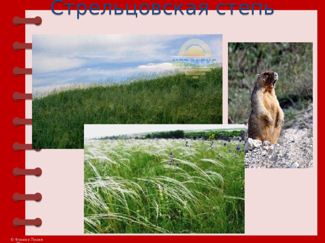 Стрельцовская степь    