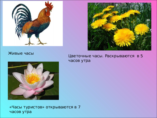 Живые часы Цветочные часы. Раскрываются в 5 часов утра «Часы туристов» открываются в 7 часов утра 