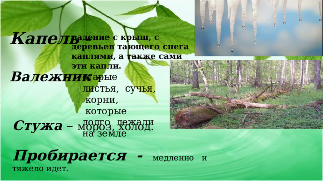         Стужа – мороз, холод. Пробирается - медленно и тяжело идет. Объясните значение слов: Капель - падение с крыш, с деревьев тающего снега каплями, а также сами эти капли. Капель: - падение с крыш, с деревьев тающего  снега каплями, а также сами эти капли. Валежник - старые листья, сучья, корни,  которые долго лежали на земле 