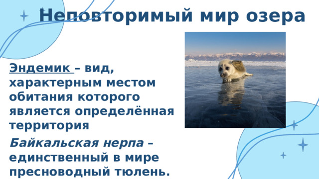 Неповторимый мир озера Эндемик – вид, характерным местом обитания которого является определённая территория Байкальская нерпа – единственный в мире пресноводный тюлень. Омуль – знаменитая байкальская рыба. Байкальские губки – живые фильтры озера.  
