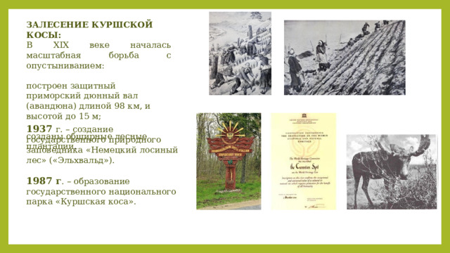 ЗАЛЕСЕНИЕ КУРШСКОЙ КОСЫ: В XIX веке началась масштабная борьба с опустыниванием: построен защитный приморский дюнный вал (авандюна) длиной 98 км, и высотой до 15 м; созданы обширные лесные плантации . 1937 г. – создание государственного природного заповедника «Немецкий лосиный лес» («Эльхвальд»). 1987 г . – образование государственного национального парка «Куршская коса». 
