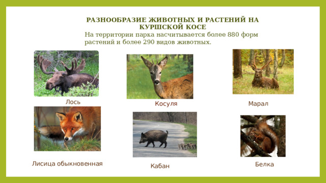 РАЗНООБРАЗИЕ ЖИВОТНЫХ И РАСТЕНИЙ НА КУРШСКОЙ КОСЕ На территории парка насчитывается более 880 форм растений и более 290 видов животных. Лось Косуля Марал Лисица обыкновенная Белка Кабан 