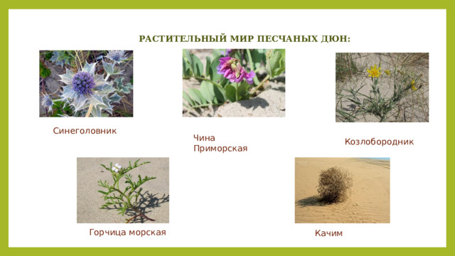 РАСТИТЕЛЬНЫЙ МИР ПЕСЧАНЫХ ДЮН: Синеголовник Чина Приморская Козлобородник Горчица морская Качим 