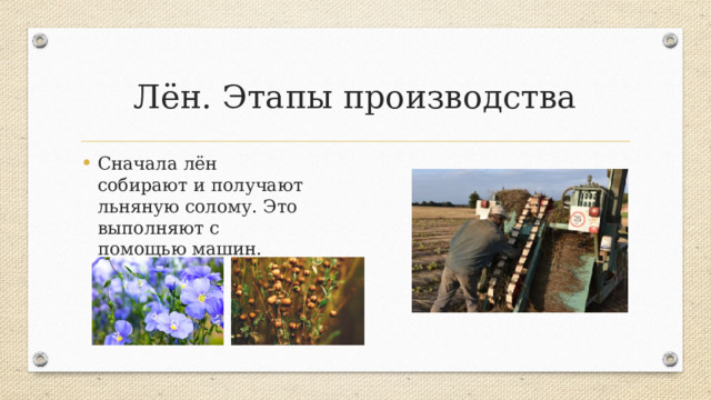 Лён. Этапы производства Сначала лён собирают и получают льняную солому. Это выполняют с помощью машин. Лён растёт в средней полосе России. Технологии выращивания и обработки льна с течением времени практически не изменялись.  