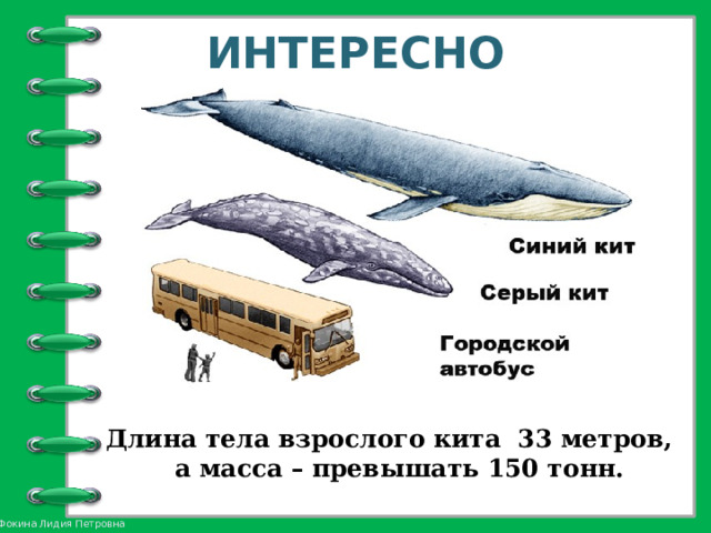 ИНТЕРЕСНО Длина тела взрослого кита 33 метров, а масса – превышать 150 тонн. 
