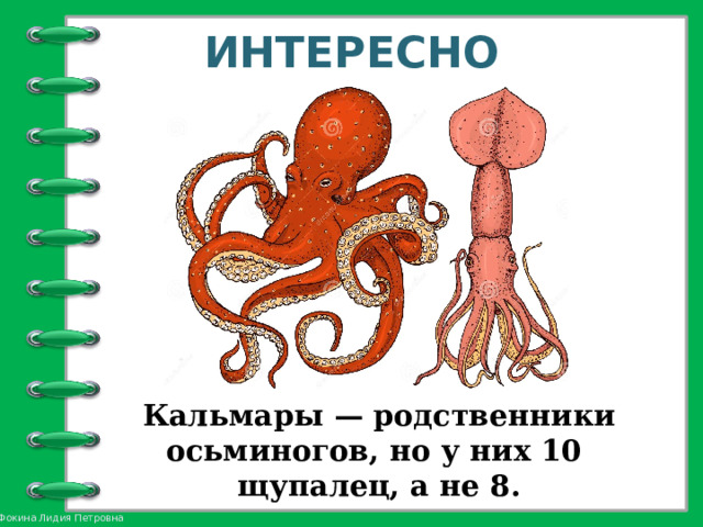 ИНТЕРЕСНО Кальмары — родственники осьминогов, но у них 10 щупалец, а не 8. 