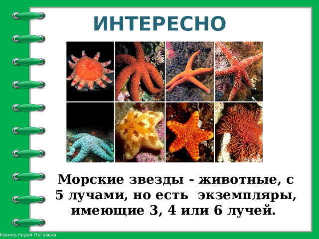 ИНТЕРЕСНО Морские звезды - животные, с 5 лучами, но есть экземпляры, имеющие 3, 4 или 6 лучей. 
