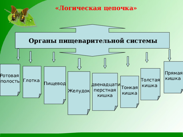 «Логическая цепочка»  Органы пищеварительной системы  Прямая кишка Ротовая полость Глотка Пищевод Толстая кишка Желудок  двенадцати перстная кишка Тонкая кишка 