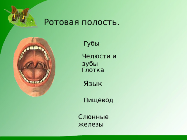 Ротовая полость. Губы Челюсти и зубы Глотка Язык Пищевод Слюнные железы 