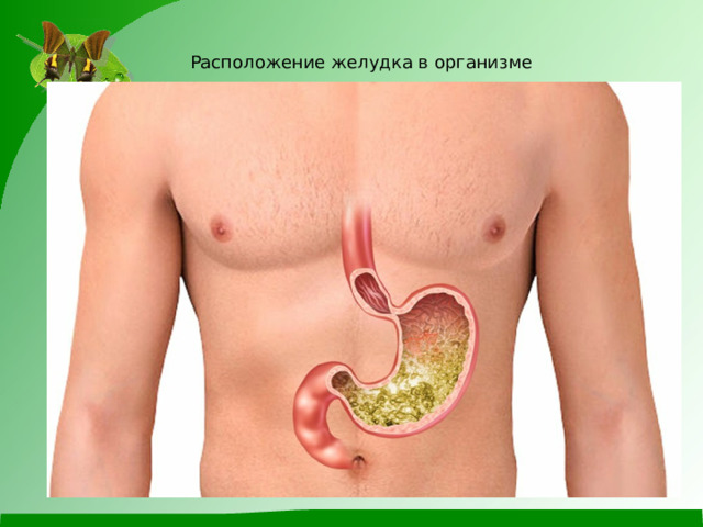 Расположение желудка в организме 