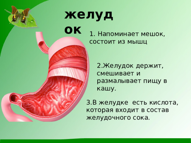 желудок 1. Напоминает мешок, состоит из мышц 2.Желудок держит, смешивает и размалывает пищу в кашу. 3.В желудке есть кислота, которая входит в состав желудочного сока. 
