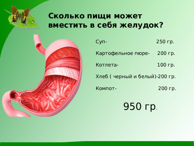 Сколько пищи может вместить в себя желудок? Суп- 250 гр. Картофельное пюре- 200 гр. Котлета- 100 гр. Хлеб ( черный и белый)-200 гр. Компот- 200 гр. 950 гр . 