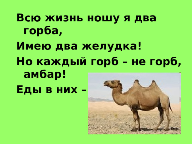 Всю жизнь ношу я два горба, Имею два желудка! Но каждый горб – не горб, амбар! Еды в них – на семь суток! 