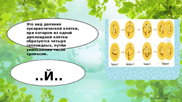 Это вид деления эукариотической клетки, при котором из одной диплоидной клетки образуется четыре гаплоидных, путём уменьшения числа хромосом. ..Й..  