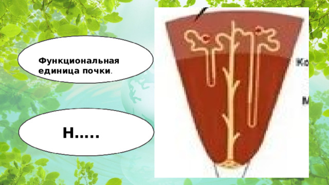 Функциональная единица почки . Н…..  