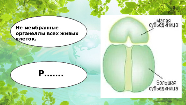 Не мембранные органеллы всех живых клеток. Р…….  