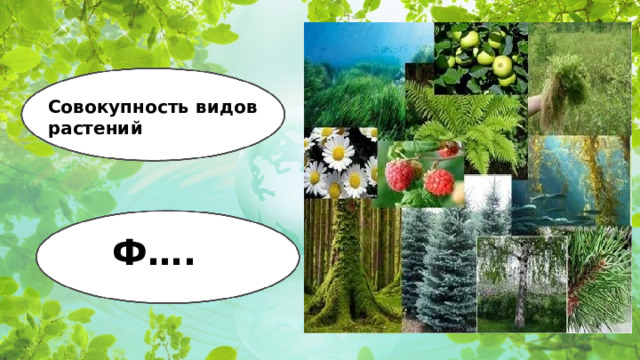 Совокупность видов растений Ф….  