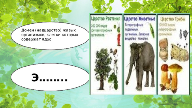 Домен (надцарство) живых организмов, клетки которых содержат ядро Э……..  