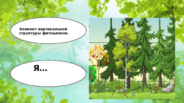Элемент вертикальной структуры фитоценоза. Я…   