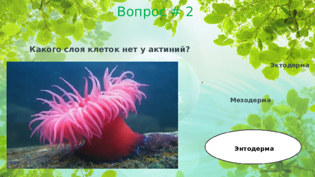 Вопрос # 2 Какого слоя клеток нет у актиний? Эктодерма Мезодерма Энтодерма  