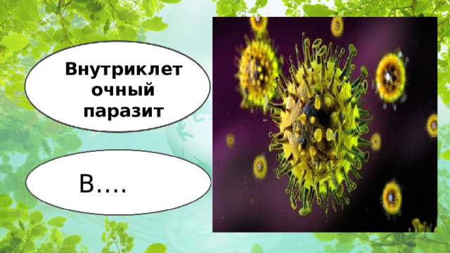 Внутриклеточный паразит В….  