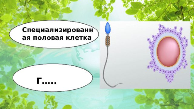 Специализированная половая клетка Г…..  