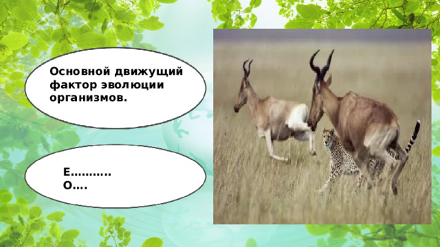 Основной движущий фактор эволюции организмов. Е……….. О….  