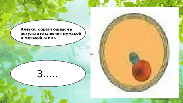 Клетка, образующаяся в результате слияния мужской и женской гамет.. З…..  